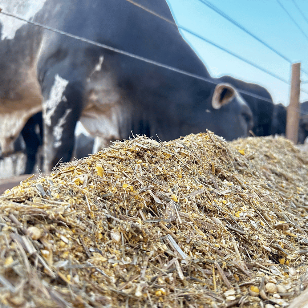 Cattle Feed