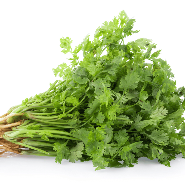 Coriander